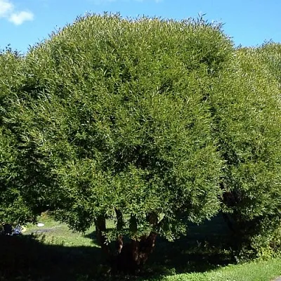 Ива ломкая   Ива ломкая  в Нижнем Тагиле