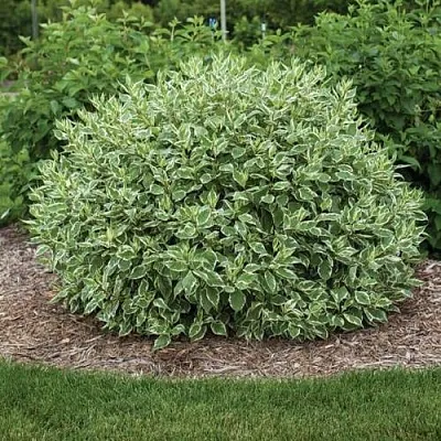 Дерен ЭЛЕГАНТИССИМА белый  Дерен ЭЛЕГАНТИССИМА белый в Нижнем Тагиле