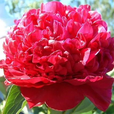 Пион ИНСПЕКТОР ЛАВЕРН травянистый  Пион ИНСПЕКТОР ЛАВЕРН травянистый в Нижнем Тагиле