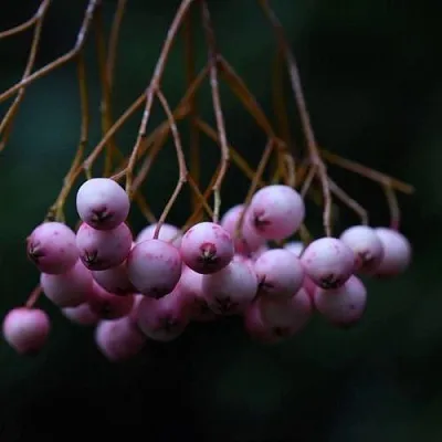 Рябина ПЕКИНСКАЯ сладкоплодная  Рябина ПЕКИНСКАЯ сладкоплодная в Нижнем Тагиле