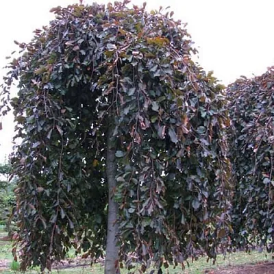 Бук  Бук в Нижнем Тагиле