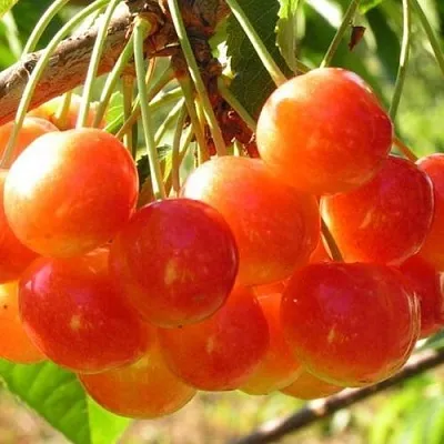 Черешня СОПЕРНИЦА  Черешня СОПЕРНИЦА в Нижнем Тагиле