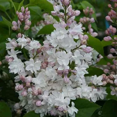 Сирень КРАСАВИЦА МОСКВЫ  Сирень КРАСАВИЦА МОСКВЫ в Нижнем Тагиле