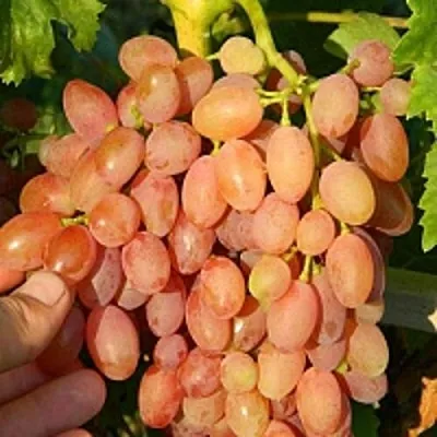 Виноград КИШМИШ ЛУЧИСТЫЙ  Виноград КИШМИШ ЛУЧИСТЫЙ в Нижнем Тагиле