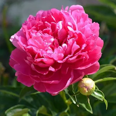 Пион БУШЕЛА травянистый  Пион БУШЕЛА травянистый в Нижнем Тагиле