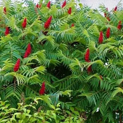 Сумах в Нижнем Тагиле