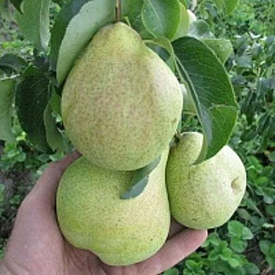 Груша КУДЕСНИЦА  Груша КУДЕСНИЦА в Нижнем Тагиле