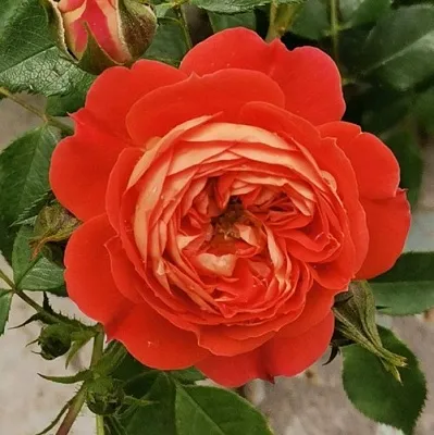 Саженцы роз СТАРЛЕТ РОУЗ КАРМЕН плетистая  Саженцы роз СТАРЛЕТ РОУЗ КАРМЕН плетистая в Нижнем Тагиле