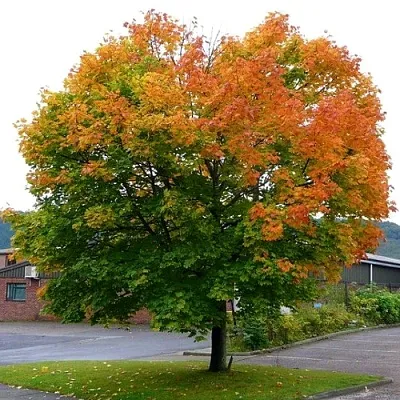 Клен остролистный  Клен остролистный в Нижнем Тагиле