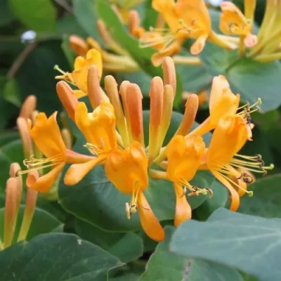 Жимолость ТЕЛЬМАНА в Нижнем Тагиле