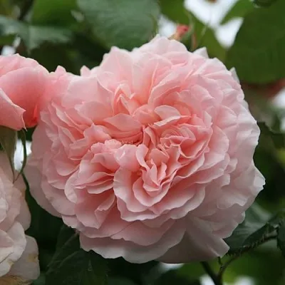 Саженцы роз РОЗ ДЕ ТОЛБИАК плетистая  Саженцы роз РОЗ ДЕ ТОЛБИАК плетистая в Нижнем Тагиле