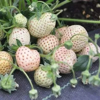 Клубника АНАНАСА ремонтантная в Нижнем Тагиле