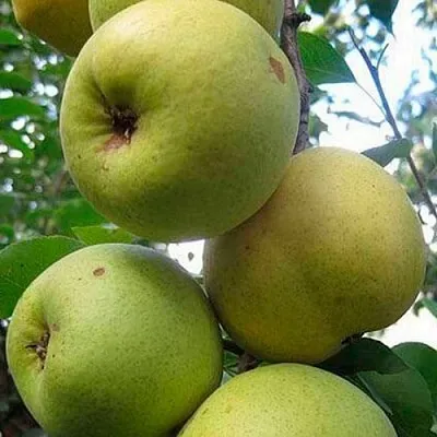 Груша РОГНЕДА  Груша РОГНЕДА в Нижнем Тагиле