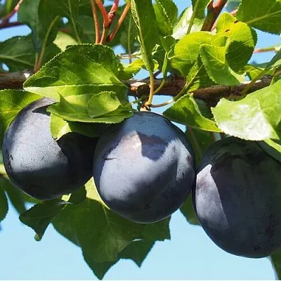 Слива ВОЛАТ  Слива ВОЛАТ в Нижнем Тагиле