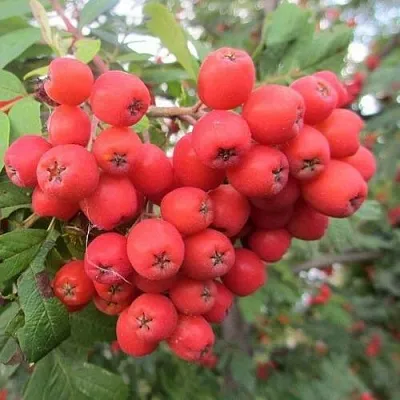 Рябина НЕВЕЖИНСКАЯ сладкоплодная  Рябина НЕВЕЖИНСКАЯ сладкоплодная в Нижнем Тагиле