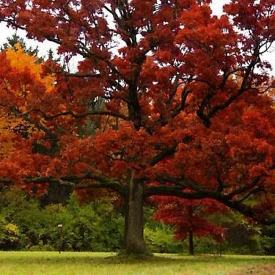 Дуб  Дуб в Нижнем Тагиле