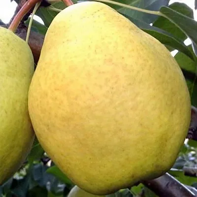 Груша ОСЕННИЙ ВЕЛИКАН  Груша ОСЕННИЙ ВЕЛИКАН в Нижнем Тагиле