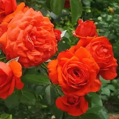 Саженцы роз МАЙНТАУЭР плетистая  Саженцы роз МАЙНТАУЭР плетистая в Нижнем Тагиле