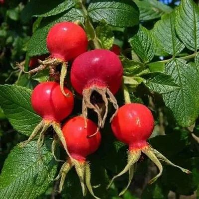 Шиповник ВИТАМИННЫЙ ВНИВИ в Нижнем Тагиле