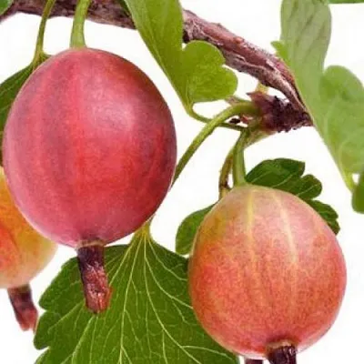 Крыжовник ЯРКИЙ в Нижнем Тагиле