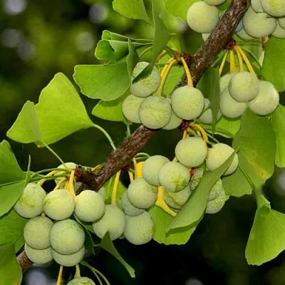 Гинкго билоба  Гинкго билоба в Нижнем Тагиле