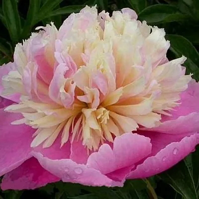 Пион ВЕСЕННЯЯ ПАЛИТРА травянистый  Пион ВЕСЕННЯЯ ПАЛИТРА травянистый в Нижнем Тагиле