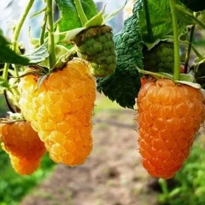 Малина ОРАНЖЕВОЕ ЧУДО  Малина ОРАНЖЕВОЕ ЧУДО в Нижнем Тагиле