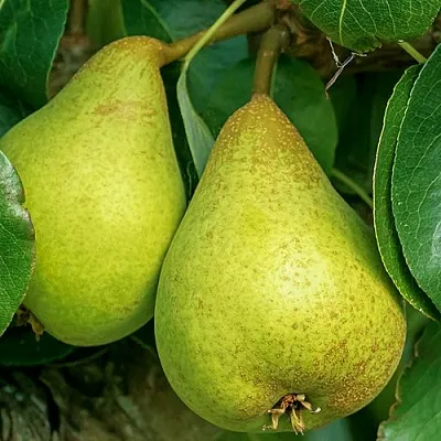 Груша Г-6 колонновидная  Груша Г-6 колонновидная в Нижнем Тагиле