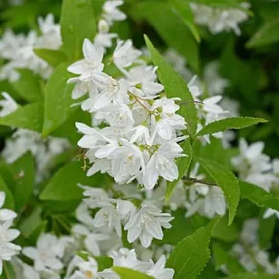 Дейция шершавая  Дейция шершавая в Нижнем Тагиле