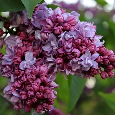 Сирень П.П.КОНЧАЛОВСКИЙ  Сирень П.П.КОНЧАЛОВСКИЙ в Нижнем Тагиле