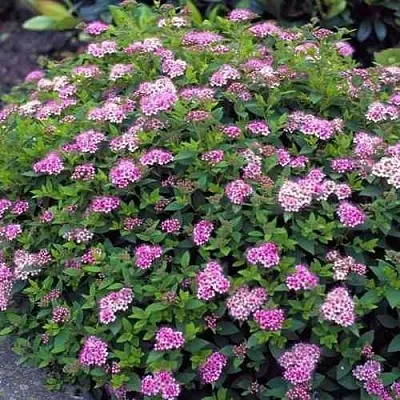 Спирея ЛИТЛ ПРИНЦЕСС японская  Спирея ЛИТЛ ПРИНЦЕСС японская в Нижнем Тагиле