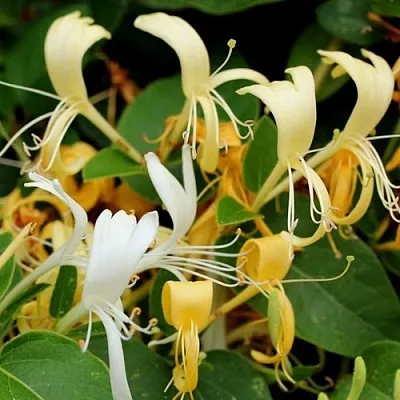 Жимолость ХАЛЛИАНА японская (Хелиана)  Жимолость ХАЛЛИАНА японская (Хелиана) в Нижнем Тагиле