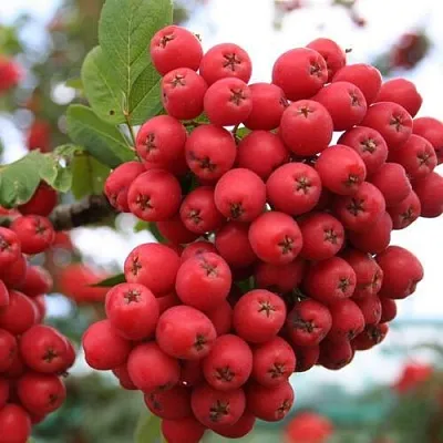 Рябина АЛАЯ КРУПНАЯ сладкоплодная  Рябина АЛАЯ КРУПНАЯ сладкоплодная в Нижнем Тагиле