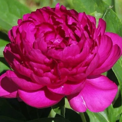 Пион БАРХАТ НОЧИ травянистый  Пион БАРХАТ НОЧИ травянистый в Нижнем Тагиле