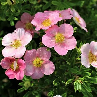 Лапчатка ЛАВЛИ ПИНК кустарниковая  Лапчатка ЛАВЛИ ПИНК кустарниковая в Нижнем Тагиле