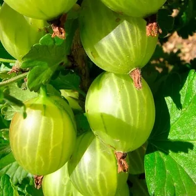 Крыжовник МАЛАХИТ в Нижнем Тагиле