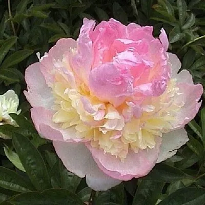 Пион РАСБЕРРИ САНДЕЙ травянистый  Пион РАСБЕРРИ САНДЕЙ травянистый в Нижнем Тагиле