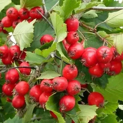 Боярышник СВАЯК  Боярышник СВАЯК в Нижнем Тагиле