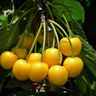 Черешня ЧЕРМАШНАЯ  Черешня ЧЕРМАШНАЯ в Нижнем Тагиле