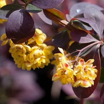 Барбарис в Нижнем Тагиле
