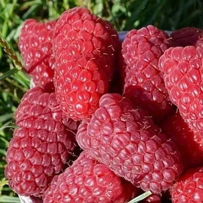 Малина САМОСВАЛ  Малина САМОСВАЛ в Нижнем Тагиле