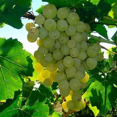 Виноград КИШМИШ МУСКАТНЫЙ  Виноград КИШМИШ МУСКАТНЫЙ в Нижнем Тагиле