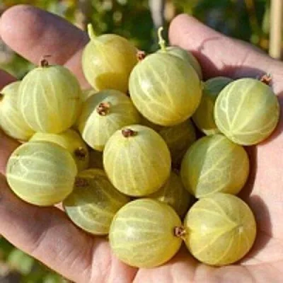 Крыжовник БЕРИЛЛ в Нижнем Тагиле