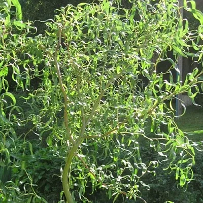 Ива МАТСУДАНА  Ива МАТСУДАНА в Нижнем Тагиле