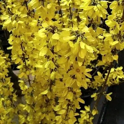 Форзиция ГОЛДРАУШ  Форзиция ГОЛДРАУШ в Нижнем Тагиле