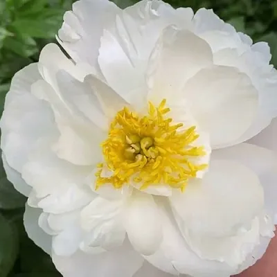 Пион ДУБЛИН травянистый  Пион ДУБЛИН травянистый в Нижнем Тагиле