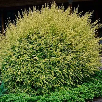 Жимолость в Нижнем Тагиле