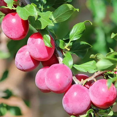 Алыча  Алыча в Нижнем Тагиле