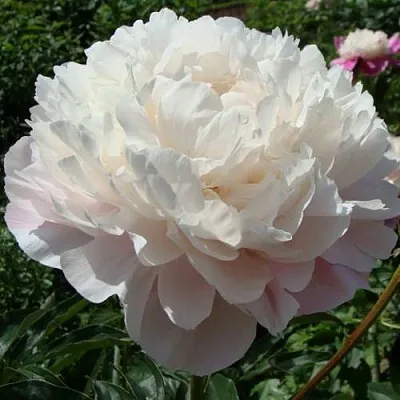 Пион ВОГ травянистый  Пион ВОГ травянистый в Нижнем Тагиле