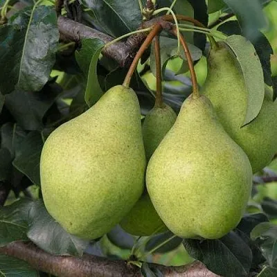 Груша ОРЛОВСКАЯ ЛЕТНЯЯ  Груша ОРЛОВСКАЯ ЛЕТНЯЯ в Нижнем Тагиле